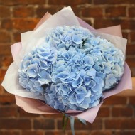 Голубые гортензии Голубые гортензии